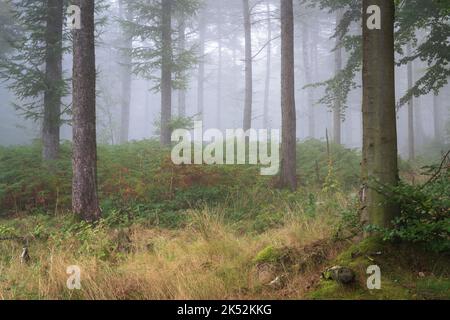 Der erste Hauch herbstlicher Bedingungen erzeugt an einem nebligen Septembermorgen eine reiche Palette im Wald des Chevin Forest Park. Stockfoto