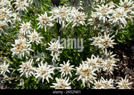 Frankreich, Haute Savoie (74) Yvoire, der Garten der 5 Sinne, ein Blumenbeet aus edelweiss Stockfoto