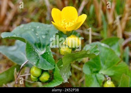 Frankreich, Somme, Baie de Somme, Flora, Ranunculaceae, Marigold (Caltha palustris), gelb Stockfoto