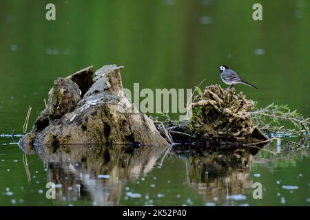 Frankreich, Doubs, Tierwelt, Vogel, Singvögel, Graue Bachstelze (Motacilla alba), Stumpf, Teich Stockfoto