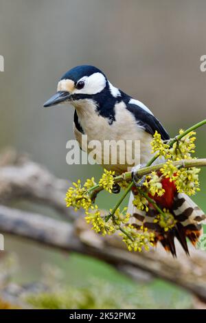Frankreich, Doubs, Tier, Vogel, Piciforme, Buntspecht (Dendrocopos major) Stockfoto