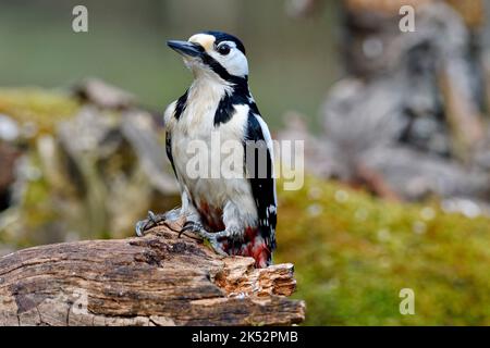 Frankreich, Doubs, Tier, Vogel, Piciforme, Buntspecht (Dendrocopos major) Stockfoto