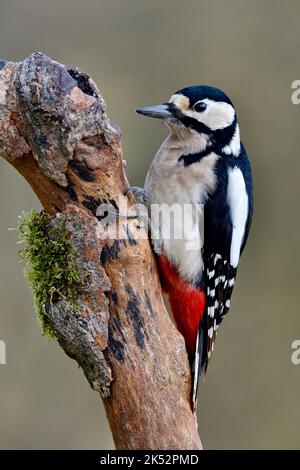 Frankreich, Doubs, Tier, Vogel, Piciforme, Buntspecht (Dendrocopos major) Stockfoto
