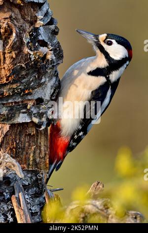Frankreich, Doubs, Tier, Vogel, Piciforme, Buntspecht (Dendrocopos major) Stockfoto
