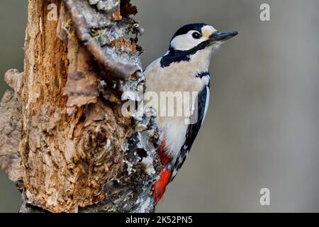 Frankreich, Doubs, Tier, Vogel, Piciforme, Buntspecht (Dendrocopos major) Stockfoto