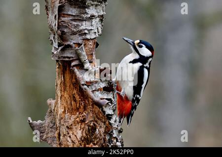 Frankreich, Doubs, Tier, Vogel, Piciforme, Buntspecht (Dendrocopos major) Stockfoto