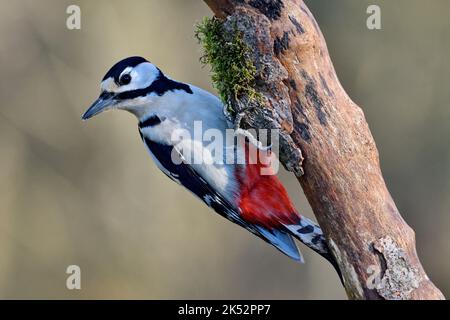 Frankreich, Doubs, Tier, Vogel, Piciforme, Buntspecht (Dendrocopos major) Stockfoto