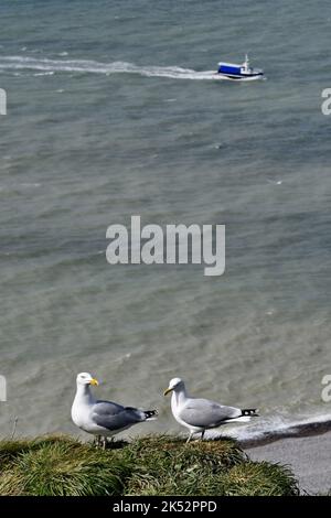 Frankreich, seine-Maritime, Baie de Somme, Le Tréport, Herringmöwe (Larus argentatus) auf einer Klippe Stockfoto