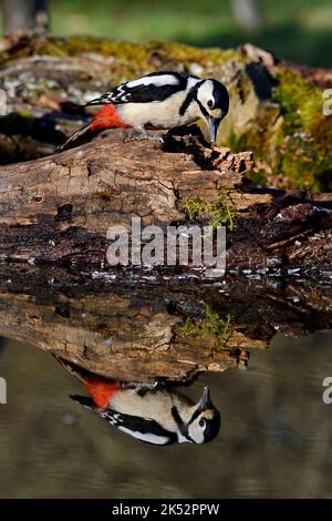 Frankreich, Doubs, Tier, Vogel, Piciforme, Buntspecht (Dendrocopos major) Stockfoto