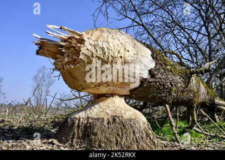 Frankreich, Doubs, europäischer Biber (Castor-Faser), Baum nagte und fiel zu Boden Stockfoto