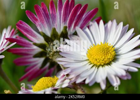 Frankreich, Doubs, Flora, Dicotyledon, Asteraceae, Mehrjährige Gänseblümchen (Bellis perennis) Stockfoto