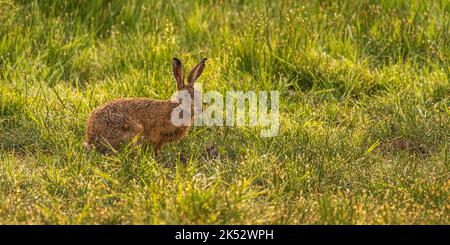 Frankreich, Somme (80), Baie de Somme, Le Crotoy, Hase Stockfoto