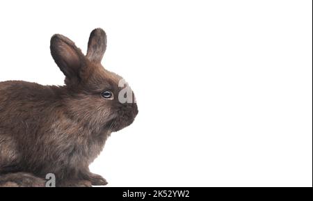 Schwarzes Kaninchen isoliert auf weißem Hintergrund Stockfoto