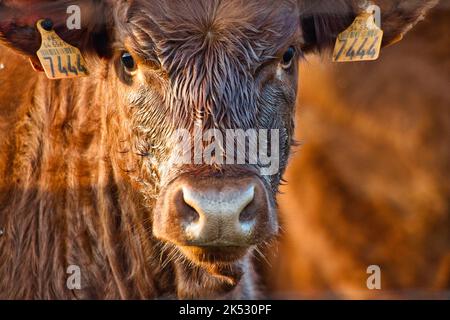 Frankreich, Meurthe-et-Moselle (54), Lorraine Countryside, Limousin Kalb Stockfoto