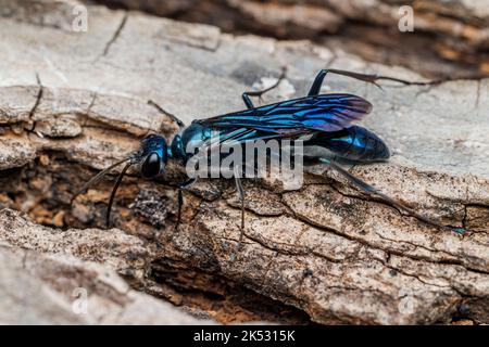 Zimmermann's Mud-dauber Wasp (Chalybion zimmermanni ssp. Zimmermanni) - Männlich Stockfoto