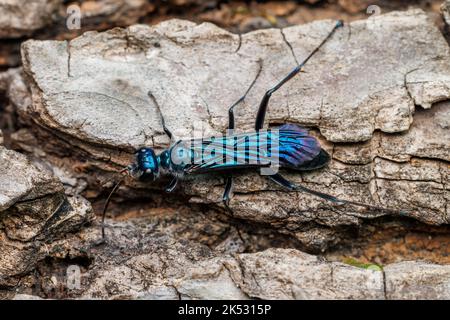 Zimmermann's Mud-dauber Wasp (Chalybion zimmermanni ssp. Zimmermanni) - Männlich Stockfoto