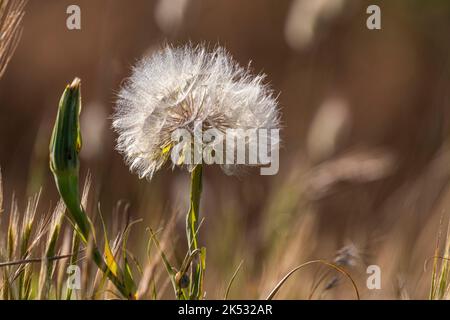 Frankreich, Somme, Baie de Somme, Le Hourdel, Wiese salsify (Tragopogon pratensis) in Samen Stockfoto