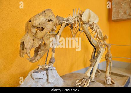 Frankreich, Pyrenäen Orientales, Tautavel, Tautavel Vorgeschichte Museum, Tautavel Vorgeschichte Museum, Deninger Bärenskelett von vor 500.000 Jahren Stockfoto