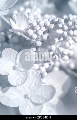 Hellblaue Hortensien Blumen Hintergrund zarte Hochzeitskarte Konzept Stockfoto