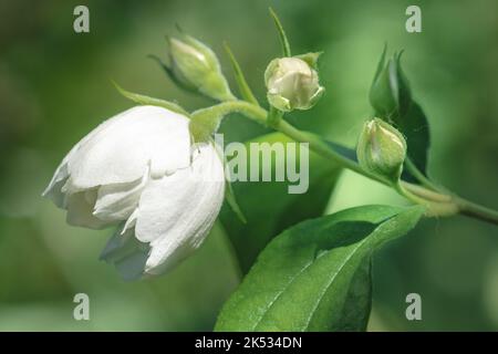 Eine Makroaufnahme von schönen, zarten weißen philadelphus-Blüten mit doppeltem Jasmin Stockfoto