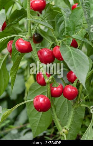 Big Bomb Pfeffer Kirsche Busch wie Poblano Chili Ernte Stockfoto