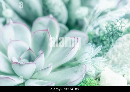 Die Nahaufnahme von Sukkulenten Zusammensetzung Pflanzen blass pastellgrün türkis Farbe Nahaufnahme Hintergrund Stockfoto