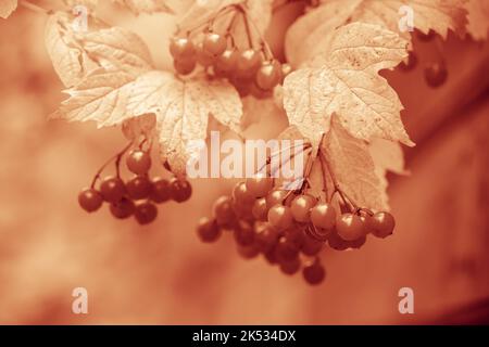 Reife rote Beeren auf einem Busch-Viburnum-Orange-Konzept Hintergrund Stockfoto