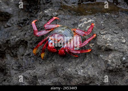 Portugal, Madeira, Rote Krabbe (Grapsus adscensionis) Stockfoto