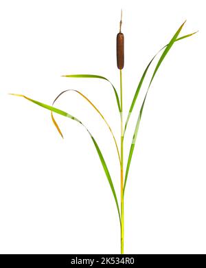 Schilf und Rohrschwanz trockene Pflanze isoliert vor weißem Hintergrund Stockfoto