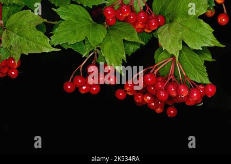 Beeren von rotem Viburnum mit Blättern auf schwarzem Hintergrund Stockfoto