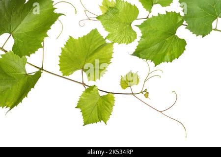 Frische Zweige junger Weinrebe auf weißem Hintergrund Stockfoto