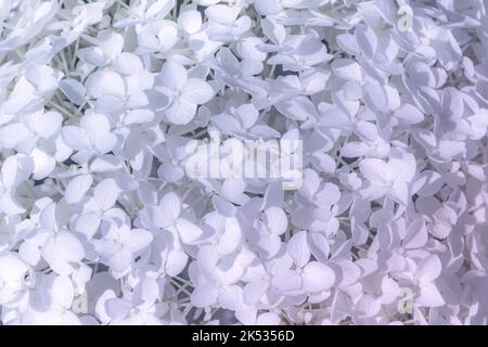 Zarte blau violette Hortensien Blüten Blüten Blütenblatt Hintergrund Stockfoto