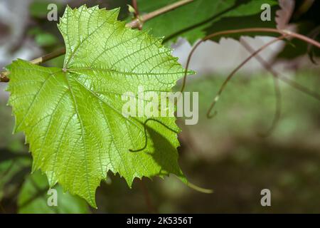 Frischer Zweig der Weinrebe Blatt und Ranken Hintergrund Stockfoto