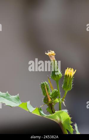 Nahaufnahme des oberen Teils des Stammes eines Sonchus oleraceus oder Cerraja, in dem mehrere Blüten in verschiedenen Wachstumsstadien vorhanden sind Stockfoto