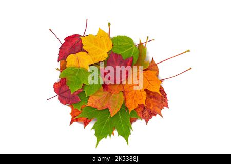 Bunte Herbstblätter vermischen sich isoliert Stockfoto
