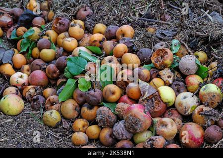 Verfaulte gefallene Früchte im Garten Stockfoto