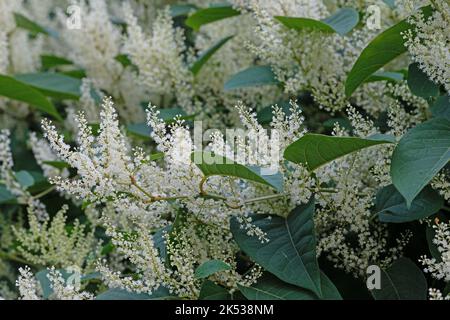 Blühender japanischer Knobarsch, Fallopia japonica Stockfoto