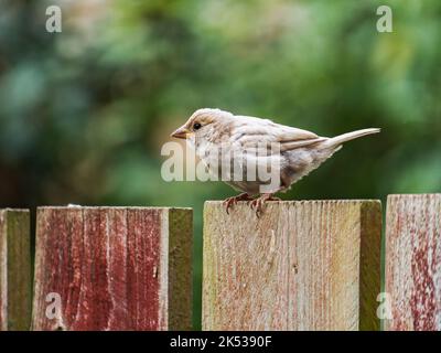 Leukistischer Sperling, dem ein Großteil des Pigments Melanin fehlt, in Ruhe in Cramlington, Northumberland, Großbritannien Stockfoto