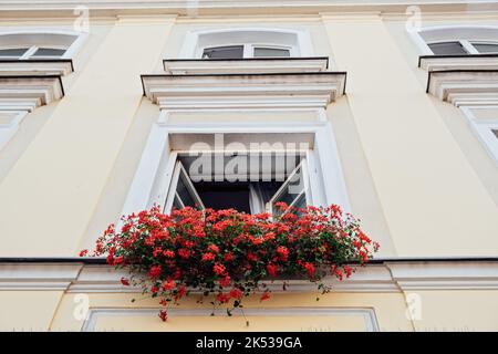 Fenster und Blumenkasten. Fenster mit roten Geranienblumen dekoriert. Hauswand mit Fenstern und Blumen in Blumenkästen Stockfoto