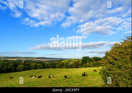 Blick über die Landschaft in der Nähe von Westerham in Kent, Großbritannien. Kühe grasen im Vordergrund. Westerham und die North Downs Hills liegen in der Ferne. Stockfoto