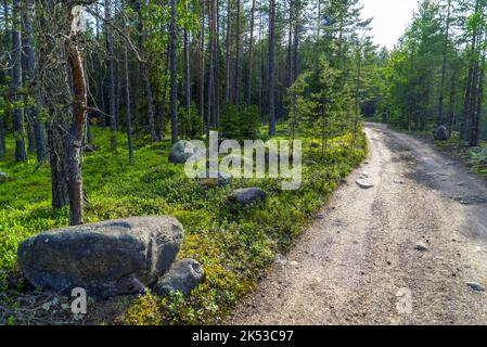Die Straße zwischen den Kiefern im Wald. Lake Ladoga . Karelien Stockfoto
