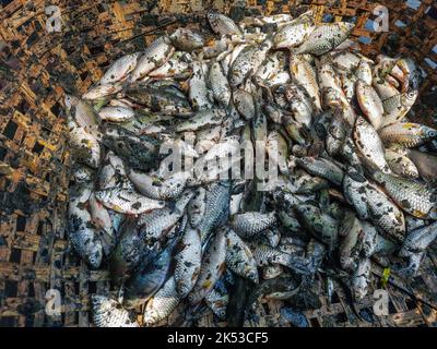 Stapel von kleinen puntius Barb Fisch zum Verkauf in indischen Fischmarkt Barb Fisch Kultur und Ernte. Puntius zum Verkauf in den lokalen Markt Geschäfte für Kunden. Stockfoto