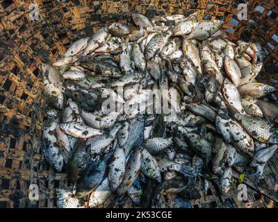 Stapel von kleinen puntius Barb Fisch zum Verkauf in indischen Fischmarkt Barb Fisch Kultur und Ernte. Puntius zum Verkauf in den lokalen Markt Geschäfte für Kunden. Stockfoto