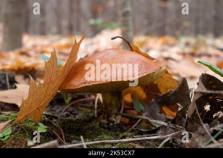 Rutschiger Jack, klebriges Brötchen, braune Mütze, Suillus luteus Pilze auf Piniennadeln Hintergrund im Herbstwald. Futterzeit. Selektiver Fokus Stockfoto