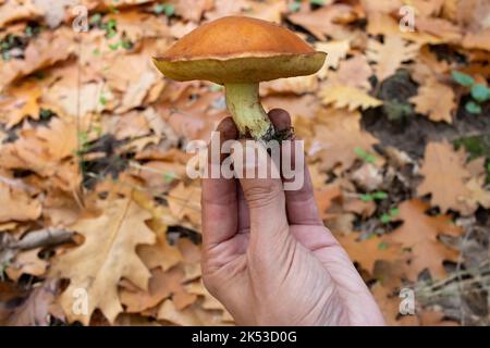 Handhaltepilz. Rutschiger Jack, Suillus luteus Pilz mit klebriger brauner Kappe in der Hand im Herbstwald. Pilzjagd, Pilze sammeln Stockfoto