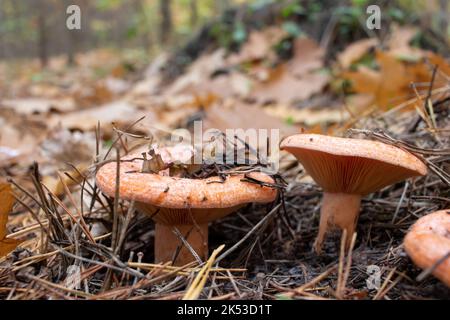 Lactarius deliciosus, Safran Milkcap Pilz, leckere Milchkappe, Safran Milkcap, rote Kiefernpilze im Herbstwald Stockfoto