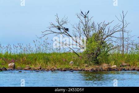 Drei Krähen sitzen auf einem trockenen Baum am Ufer des Ladoga-Sees Stockfoto