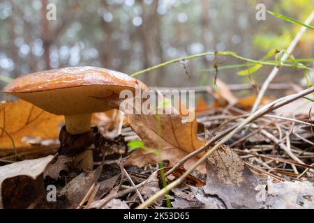 Rutschiger Jack, klebriges Brötchen, braune Mütze, Suillus luteus Pilze auf Piniennadeln Hintergrund im Herbstwald. Futterzeit. Selektiver Fokus Stockfoto