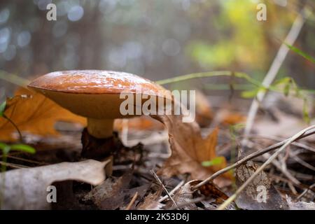 Rutschiger Jack, klebriges Brötchen, braune Mütze, Suillus luteus Pilze auf Piniennadeln Hintergrund im Herbstwald. Futterzeit. Selektiver Fokus Stockfoto