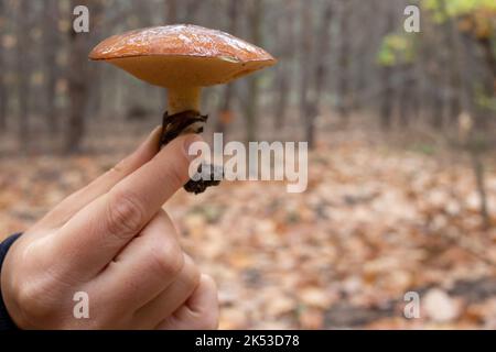 Handhaltepilz. Rutschiger Jack, Suillus luteus Pilz mit klebriger brauner Kappe in der Hand im Herbstwald. Pilzjagd, Pilze sammeln Stockfoto